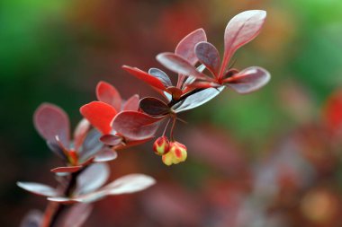 Berberis Amurensis 'in güzel çiçekleri, Kuzey Çin