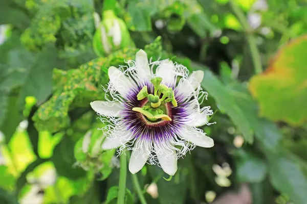 Beautiful passion flower in the garden, North China