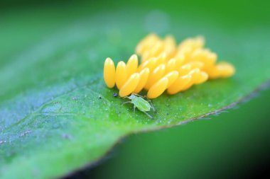 Uğur kuşu yumurtalarında sürünen yaprak bitleri, Kuzey Çin