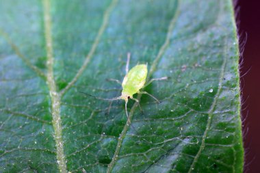 Kuzey Çin 'de yabani bitkiler üzerinde sürünen yaprak bitleri.