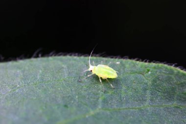 Kuzey Çin 'de yabani bitkiler üzerinde sürünen yaprak bitleri.