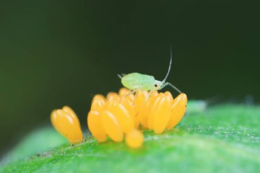 Uğur kuşu yumurtalarında sürünen yaprak bitleri, Kuzey Çin