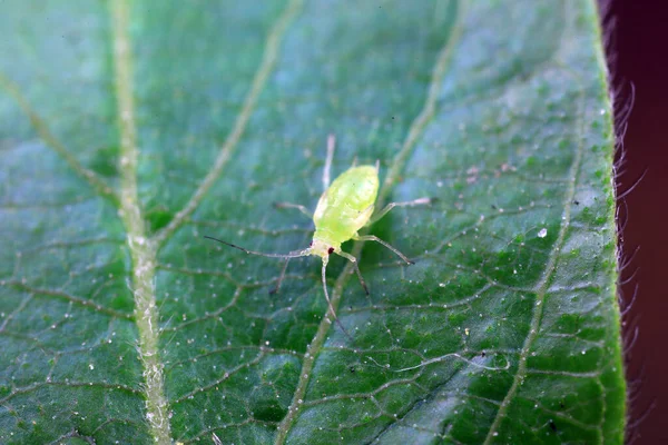 Kuzey Çin 'de yabani bitkiler üzerinde sürünen yaprak bitleri.