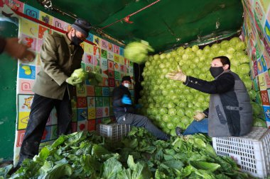 LUANNAN COUNTY - 18 Şubat 2020: Çin lahanalarının yüklenmesi ve taşınması için hazırlanan sebze çiftçileri, LUANNAN COUNTY, Hebei Eyaleti, Çin