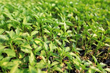 Çin 'de, çocuk odasında biber tohumları.