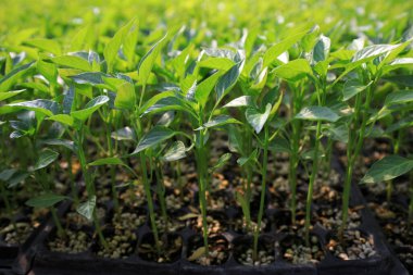 Çin 'de, çocuk odasında biber tohumları.