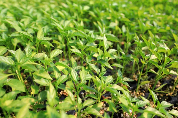 Çin 'de, çocuk odasında biber tohumları.