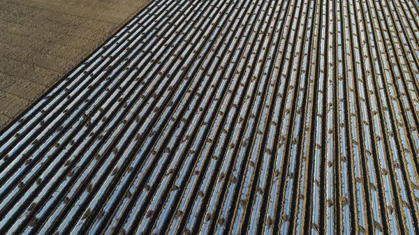 Patates tarlada plastik film ile kaplı, Kuzey Çin Ovası