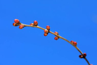 Doğal haliyle şeftali tomurcuğuna yakın dur.