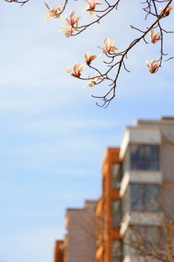 Mavi gökyüzünde açan manolya çiçekleri