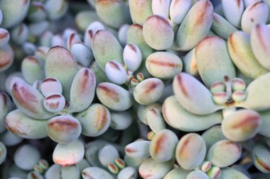 Lezzetli sulak bitkileri kapatın.