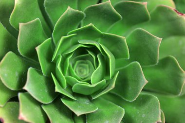 Lezzetli sulak bitkileri kapatın.