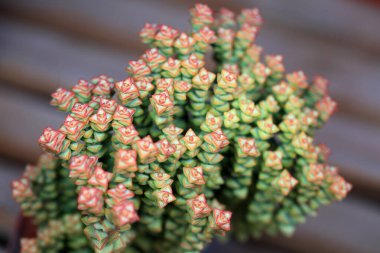 Lezzetli sulak bitkileri kapatın.