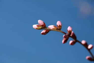 Parkta çiçek açan kayısı çiçekleri, Kuzey Çin