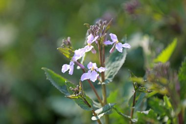 Şubat orkidesi parkta çiçek açmış.