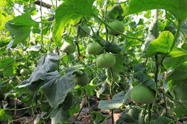 Kuzey Çin 'deki serada kavun olgunlaşmak üzere.