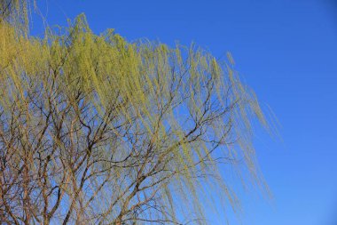 Mavi gökyüzünün arka planında söğüt örtüsü