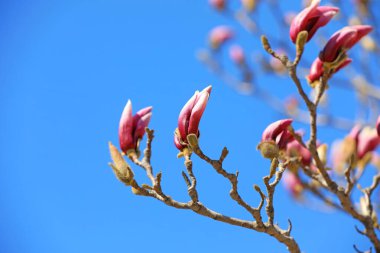 Çiçeklerin manolya mikro fotoğrafları