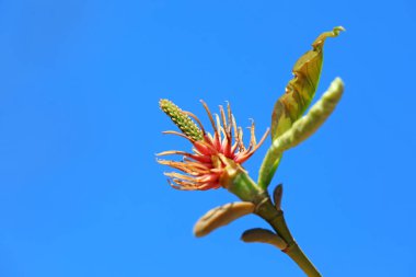 Çiçeklerin manolya mikro fotoğrafları