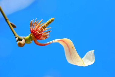 Çiçeklerin manolya mikro fotoğrafları