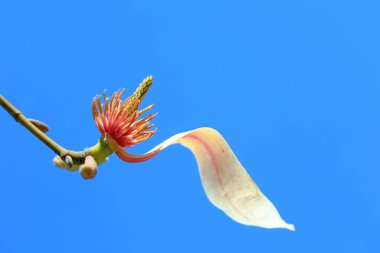 Çiçeklerin manolya mikro fotoğrafları