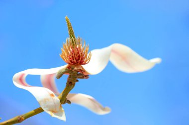 Çiçeklerin manolya mikro fotoğrafları