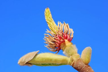 Magnolia ekolojik makro fotoğraf, Kuzey Çin