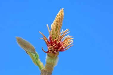 Magnolia ekolojik makro fotoğraf, Kuzey Çin