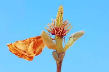 Magnolia ekolojik makro fotoğraf, Kuzey Çin