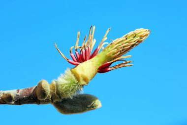 Magnolia ekolojik makro fotoğraf, Kuzey Çin