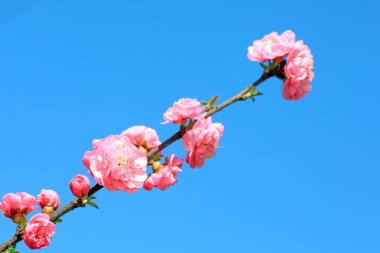 Prunus Mume, Kuzey Çin 'in çiçek ekolojisinin makro fotoğrafı.