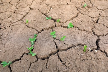 Çatlamış topraklarda, Kuzey Çin 'de bezelye tohumları yetişir.