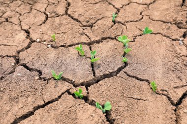 Çatlamış topraklarda, Kuzey Çin 'de bezelye tohumları yetişir.