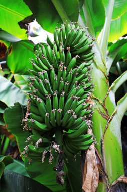 Çocuksu muzlar ağaçta yetişir.