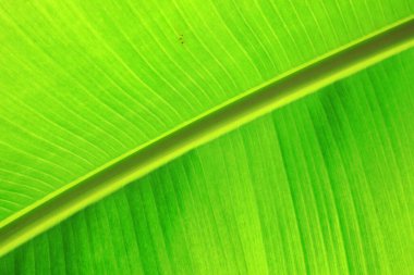 Güzel muz yaprakları arka plan olarak kullanılabilir