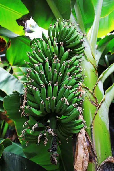 Çocuksu muzlar ağaçta yetişir.