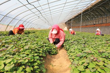 LUANNAN COUNTY, Hebei Eyaleti, Çin - 10 Nisan 2020: Kadın çiftçiler serada tatlı patates fideleri topluyorlar.