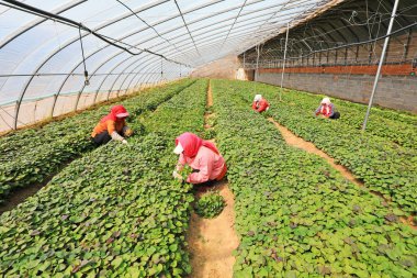 LUANNAN COUNTY, Hebei Eyaleti, Çin - 10 Nisan 2020: Kadın çiftçiler serada tatlı patates fideleri topluyorlar.