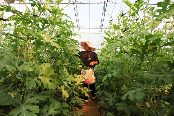 LUANNAN COUNTY, Hebei Eyaleti, Çin - 9 Nisan 2020: Çiftçiler seralarda karpuz fabrikalarını yönetiyor.