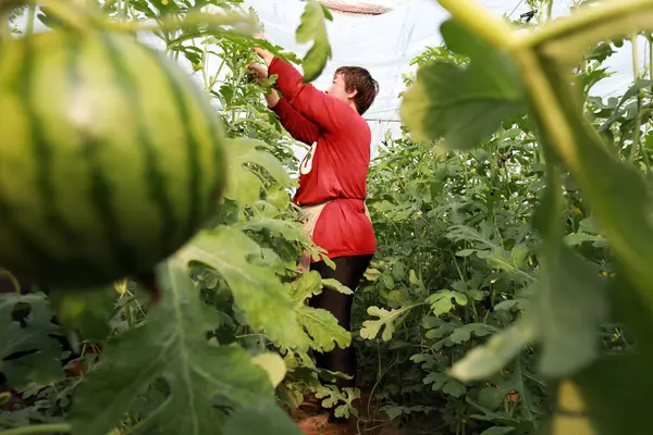 LUANNAN COUNTY, Hebei Eyaleti, Çin - 9 Nisan 2020: Çiftçiler seralarda karpuz fabrikalarını yönetiyor.