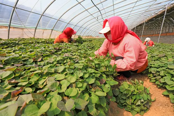 LUANNAN COUNTY, Hebei Eyaleti, Çin - 10 Nisan 2020: Kadın çiftçiler serada tatlı patates fideleri topluyorlar.