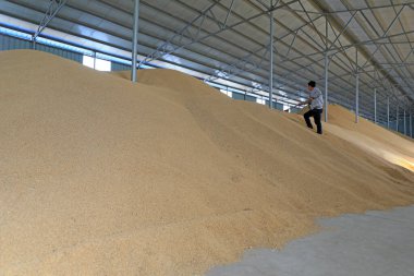 LUANNAN COUNTY, Hebei Eyaleti, Çin - 24 Nisan 2020: Genç bir işçi ahırda pirinç temizliyor.