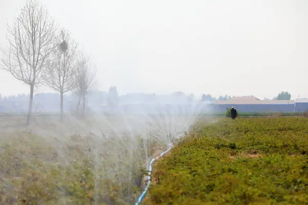 Farmers irrigate peony flower fields, North China