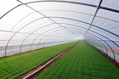 Pirinç tohumu serası, Kuzey Çin