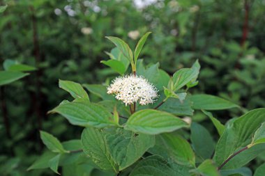 Parkta kızılağaç çiçekleri, Kuzey Çin