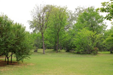 Botanik bahçesindeki yeşil bitkiler, Kuzey Çin