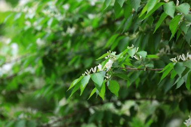 Parktaki tıbbi tesis hanımeli, Kuzey Çin