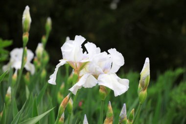 Kuzey Çin, Botanik Bahçesinde İris çiçekleri