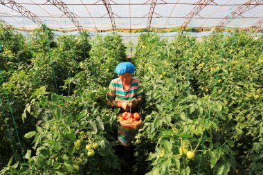 LUANNAN COUNTY, Hebei Eyaleti, Çin - 12 Mayıs 2020: Çiftçiler serada domates hasat ediyorlar.