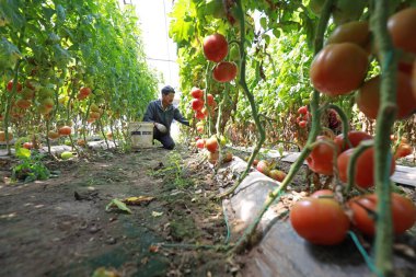 LUANNAN COUNTY, Hebei Eyaleti, Çin - 12 Mayıs 2020: Çiftçiler serada domates hasat ediyorlar.